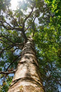 ARBRE