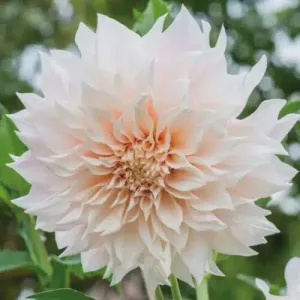 Dahlia-Cafe-Creme-500×500.jpg